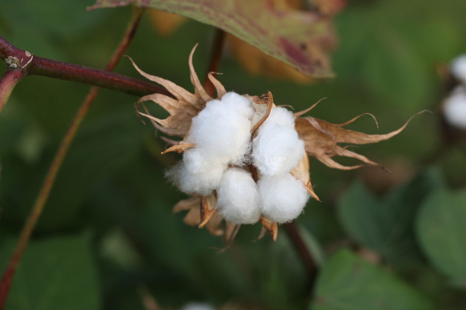 cotton-1721144_1920