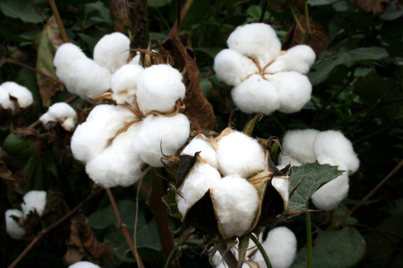 cotton-4220654_1920
