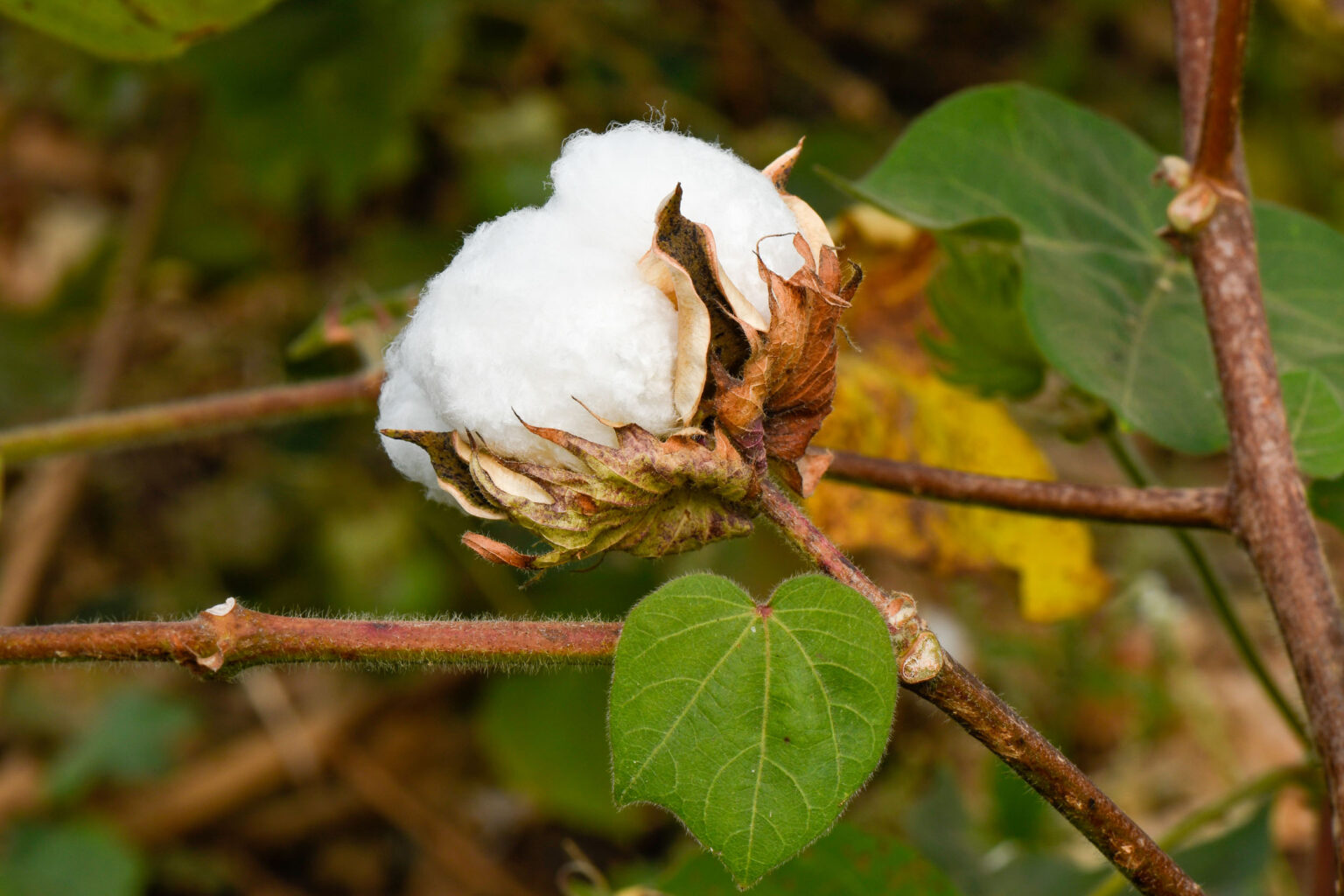 _5006735_Saurabh_Cotton_Aurangabad_MH_20211116