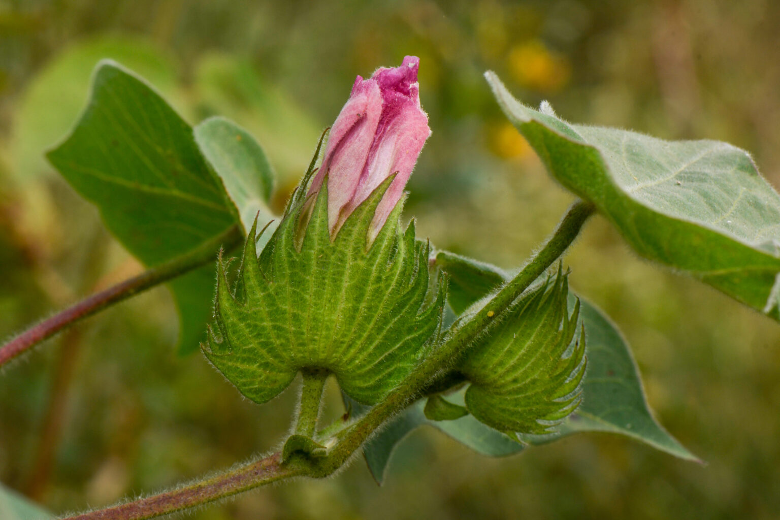 _5006736_Saurabh_Cotton_Aurangabad_MH_20211116