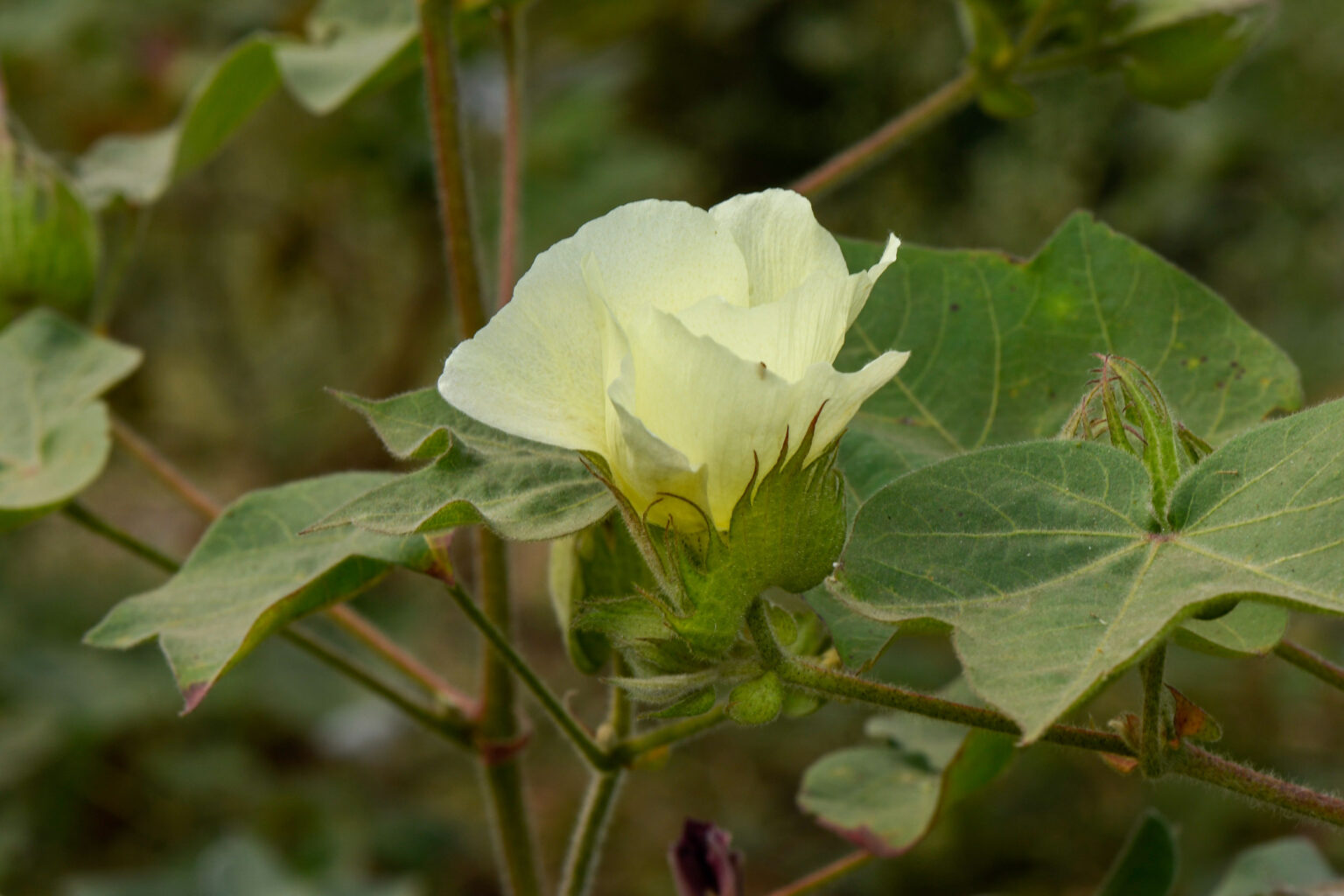 _5006739_Saurabh_Cotton_Aurangabad_MH_20211116